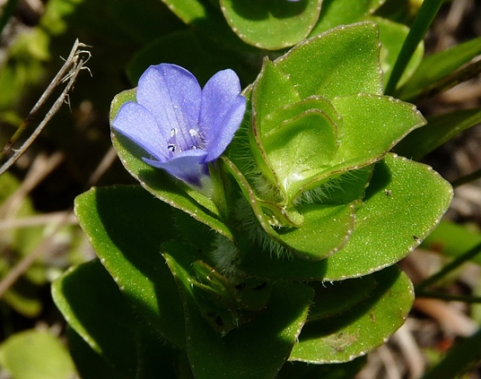 {Bacopa caroliniana}